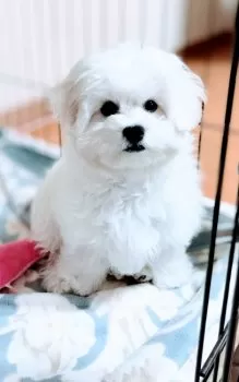 ゆうこ 様のお迎えした子犬