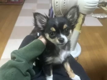 ノリ 様のお迎えした子犬