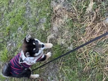 MT 様のお迎えした子犬