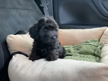 鹿児島　W.T 様のお迎えした子犬