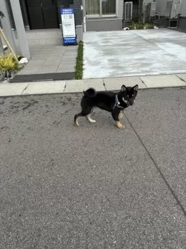 ひろ 様のお迎えした子犬