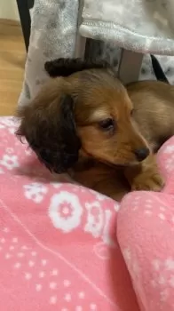 ma 様のお迎えした子犬