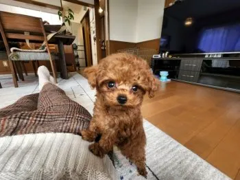 ちゃーちゃん 様のお迎えした子犬