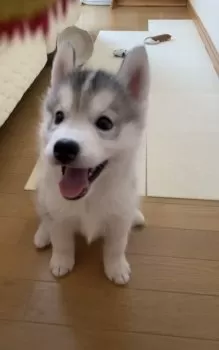 S.A 様のお迎えした子犬