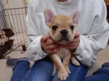 なりと 様のお迎えした子犬