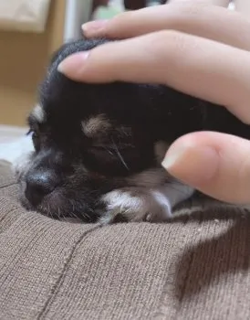 さ 様のお迎えした子犬