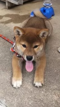 マリリン 様のお迎えした子犬