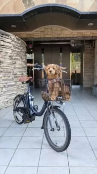 あまやん（ルカパパ） 様のお迎えした子犬