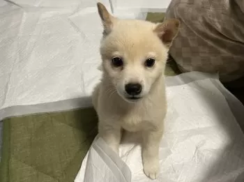 りんパパ 様のお迎えした子犬