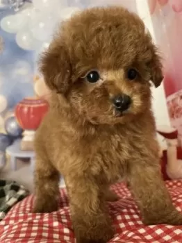 うーちゃん 様のお迎えした子犬