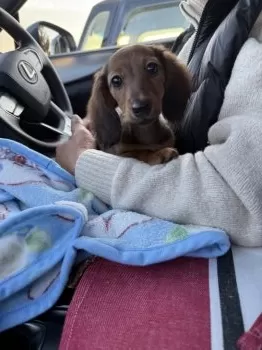 E.K 様のお迎えした子犬