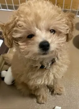 CAK2 様のお迎えした子犬