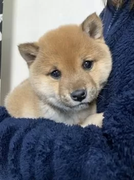 ちくわ 様のお迎えした子犬