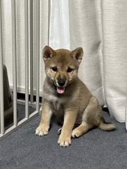 ひろき 様のお迎えした子犬