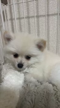 M.T 様のお迎えした子犬