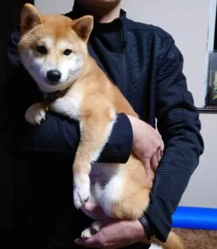 そら 様のお迎えした子犬