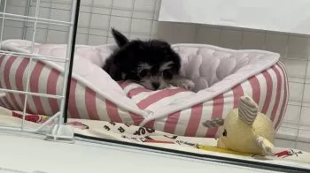 M.Y 様のお迎えした子犬