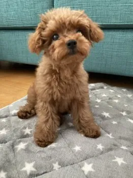 S.Y 様のお迎えした子犬