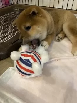 マックス 様のお迎えした子犬