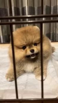 M.A 様のお迎えした子犬