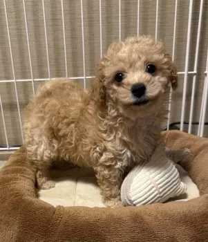 ミシェル 様のお迎えした子犬