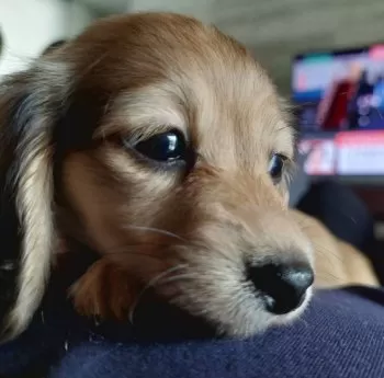 M 様のお迎えした子犬