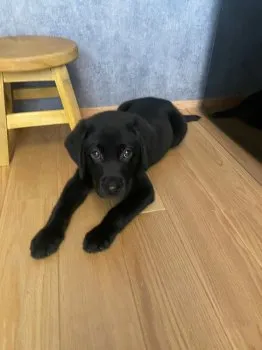 まつ 様のお迎えした子犬