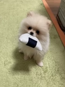 あやのり 様のお迎えした子犬