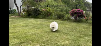 ひからいと 様のお迎えした子犬