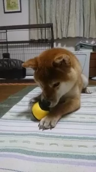 A.S 様のお迎えした子犬