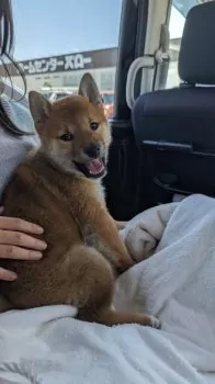 ひな 様のお迎えした子犬