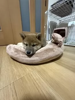 seiju 様のお迎えした子犬