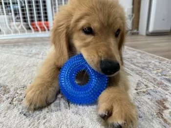 ひつまぶし 様のお迎えした子犬