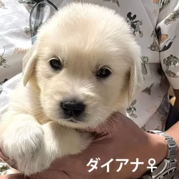 Diana.papa 様のお迎えした子犬