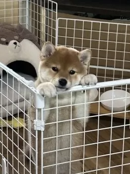 tomo 様のお迎えした子犬