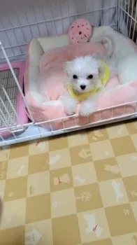 よっこ 様のお迎えした子犬