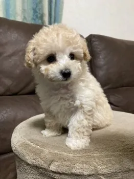 さっちゃん 様のお迎えした子犬