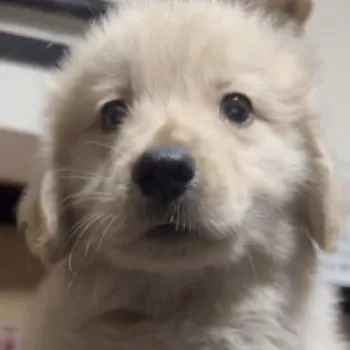 エンパイア 様のお迎えした子犬