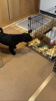 ゴリ 様のお迎えした子犬