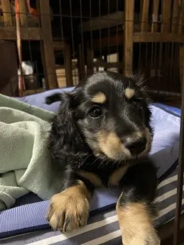 ミツ 様のお迎えした子犬