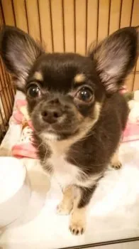 S.A 様のお迎えした子犬