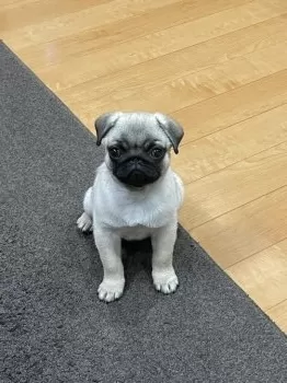 まき 様のお迎えした子犬