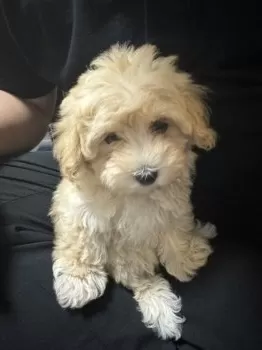 なまら 様のお迎えした子犬