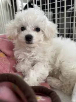 みど 様のお迎えした子犬