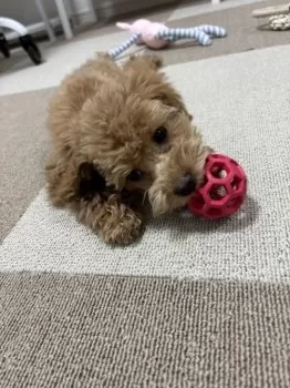 Y.Y 様のお迎えした子犬