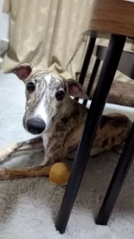 TaDaNo 様のお迎えした子犬