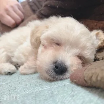 ゆきべい 様のお迎えした子犬