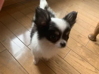 ai 様のお迎えした子犬