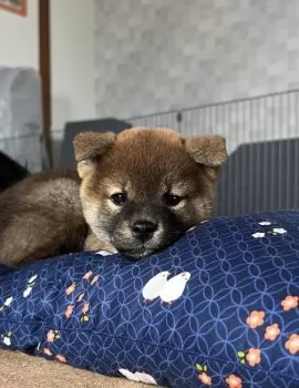 kao 様のお迎えした子犬