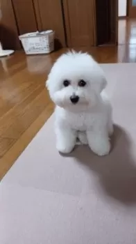 けいちゃ 様のお迎えした子犬